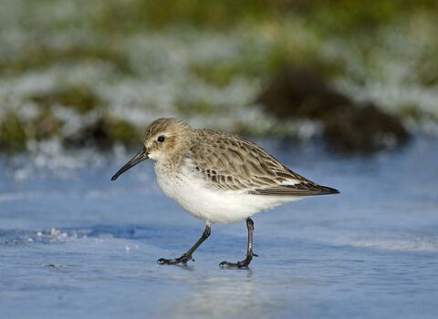 Dunlin