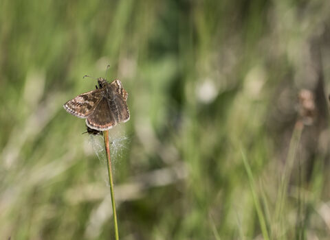 Dingy Skipper butterfly