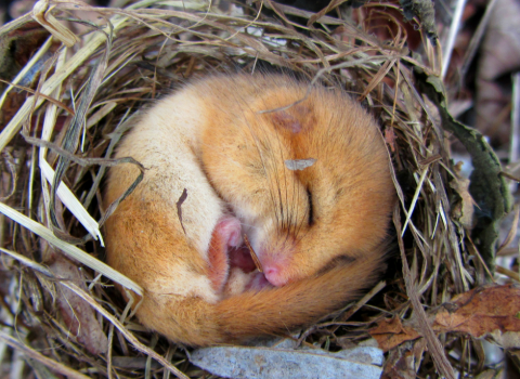 Sleepy dormouse