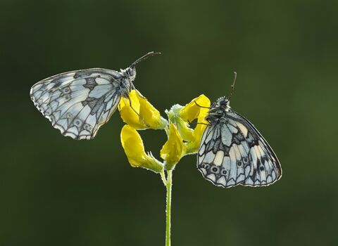 Marbled White butterflies on Meadow Vetchling