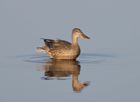 Shoveler