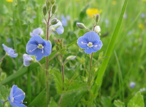 Germander Speedwell