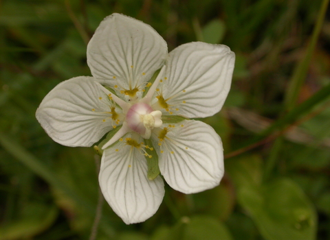Grass-of-Parnassus