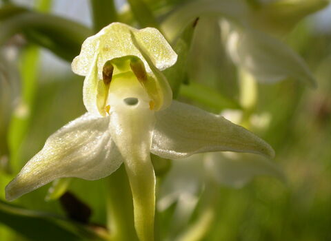 Greater Butterfly-orchid