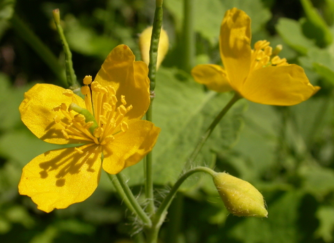 Greater Celandine