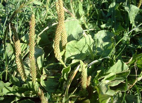 Greater Plantain