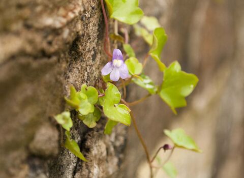 Ivy-leaved Toadflax