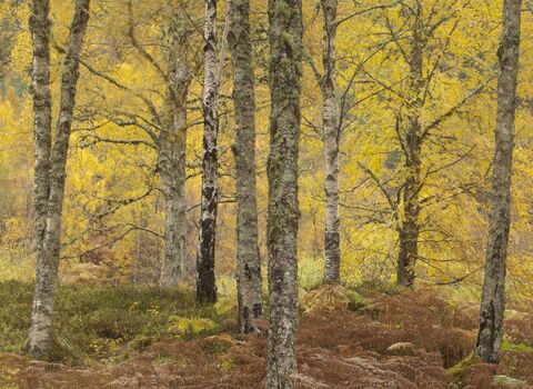 Silver Birch