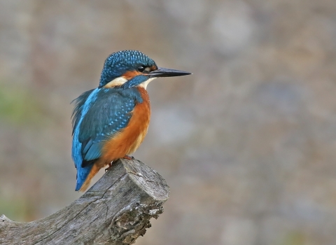 Kingfisher