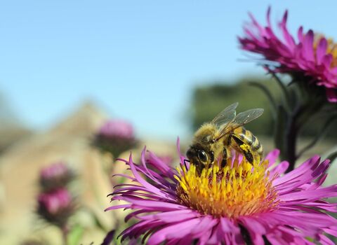 Honey Bee