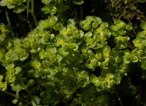 Opposite-leaved Golden Saxifrage