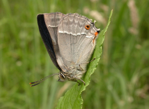 Purple Hairstreak butterfly