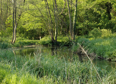 Moor Copse