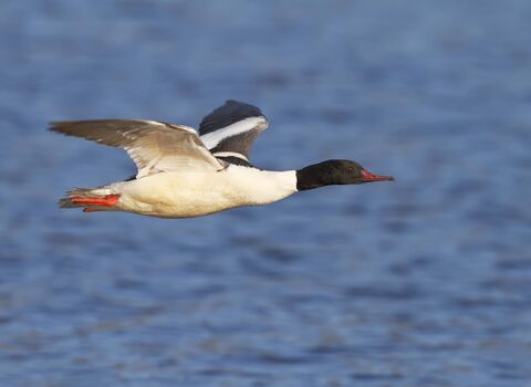 Goosander in flight