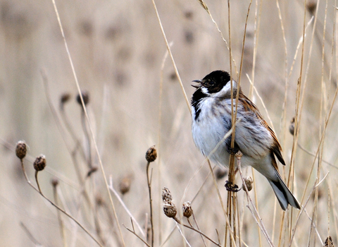 Reed bunting