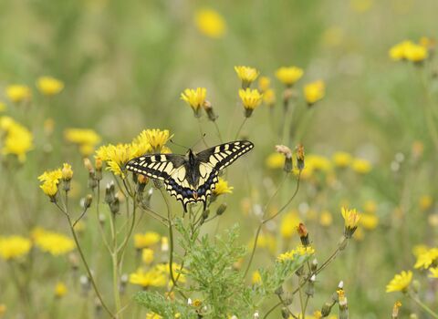 Swallowtail Butterfly