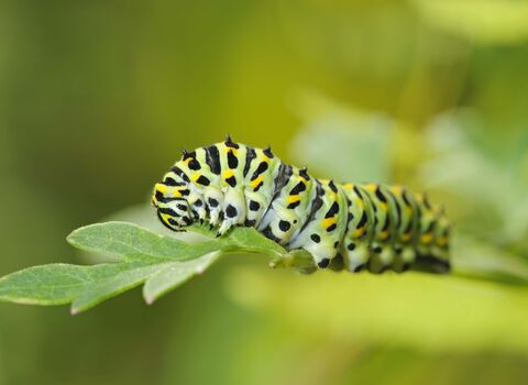 Swallowtail Butterfly Caterpillar
