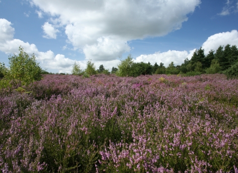 Wildmoor Heath