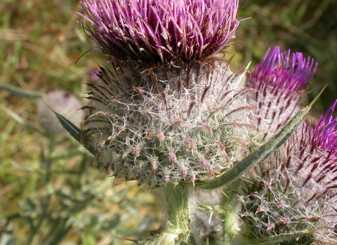 Woolly Thistle