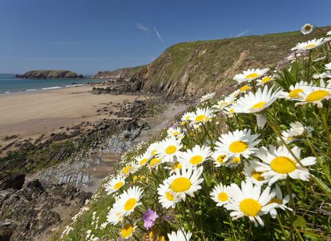 Oxeye Daisy