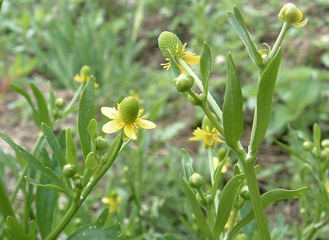 Celery-leaved Buttercup