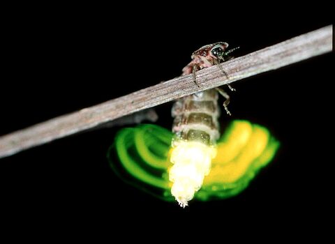 Glow-worm