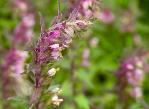 Red Bartsia