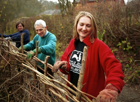 Volunteers hedgelaying