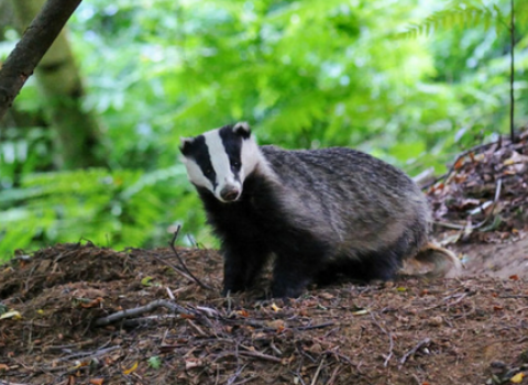 Badger by Rob Appleby
