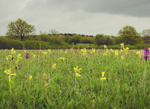 Bernwood Meadows by Rhea Draguisky