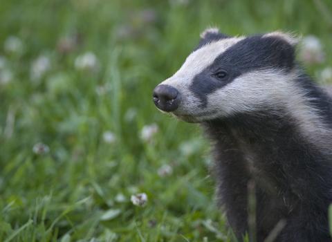 badger