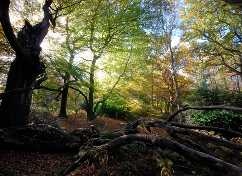Bowdown Woods by Rob Appleby