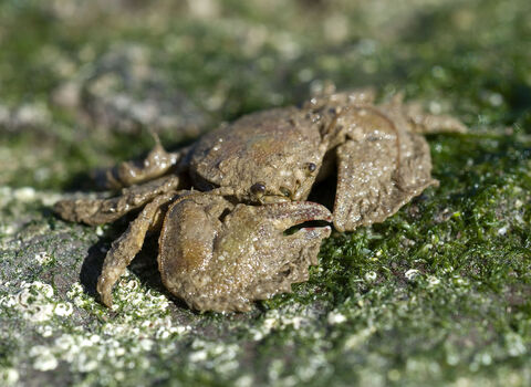 Porcelain crab