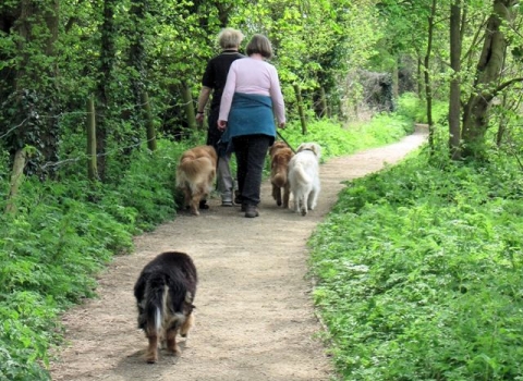 Dog walking at Tringford Reservoir