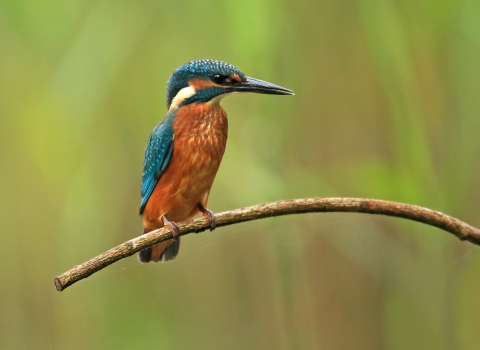 kingfisher