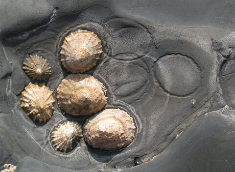 Limpets