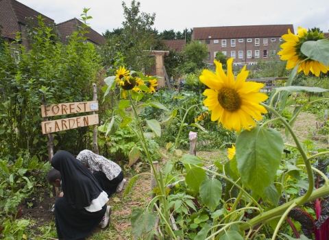 wildlife garden