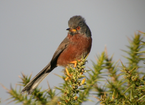 Dartford warbler