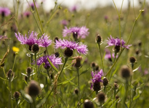 knapweed