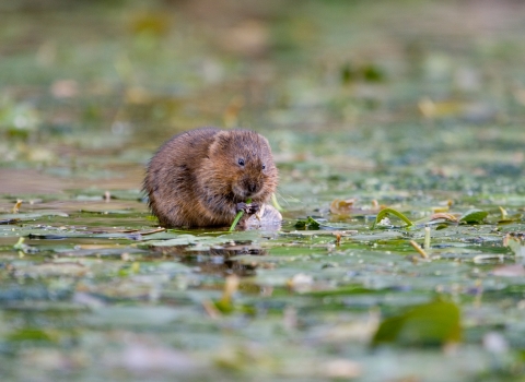 water vole