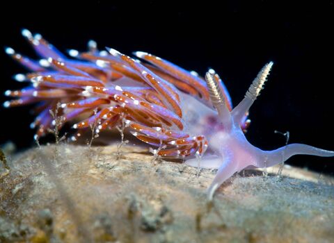 Nudibranch