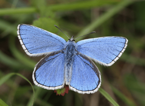 Adonis blue butterfly. Picture: Colin Williams