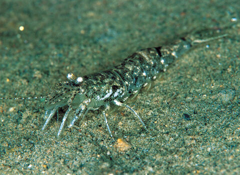 Brown shrimp