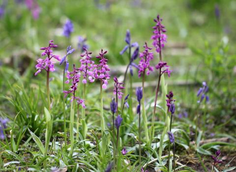 Early purple orchids with bluebells