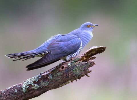 Cuckoo