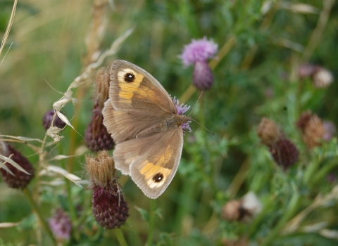 Meadow brown butterfly 
