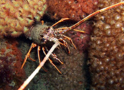 Spiny lobster