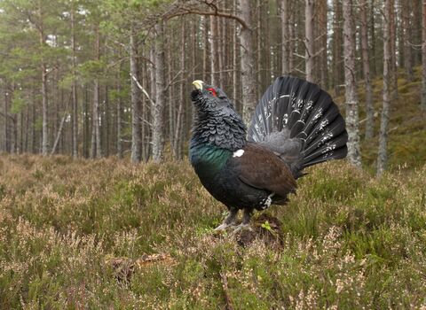 Capercaillie