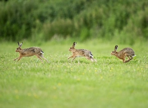 Brown hare