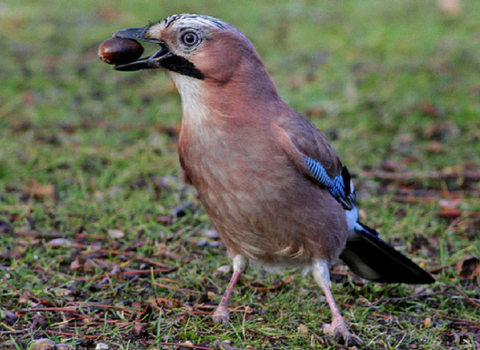 Jay